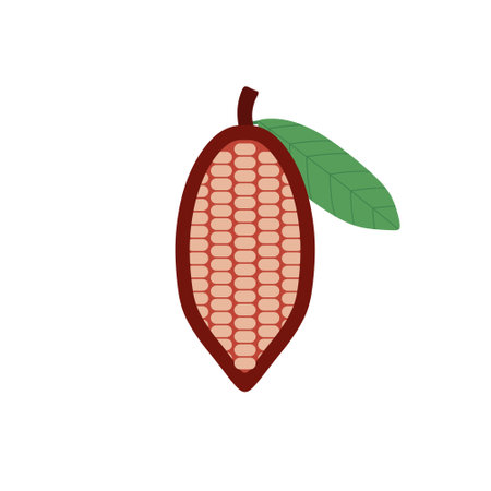 cocoa beans flat design vector illustrationのイラスト素材