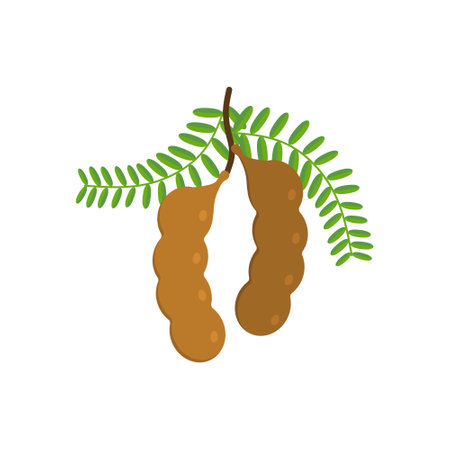 tamarind flat design vector illustration isolated on white background. Flavor spices and herbs menu template collection. Ripe brown tamarindus indica icon for package design. tropical exotic fruitsのイラスト素材