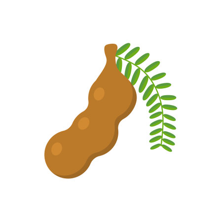 tamarind flat design vector illustration isolated on white background. Flavor spices and herbs menu template collection. Ripe brown tamarindus indica icon for package design. tropical exotic fruitsのイラスト素材