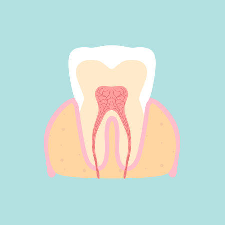 tooth medical anatomy flat design vector illustration. Internal structure tooth. Canine teeth infographic. Vector illustration cartoon style for vet clinic, healthcare, educationのイラスト素材