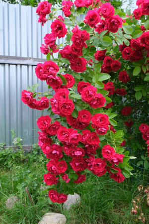 bush of red roses in summerの写真素材