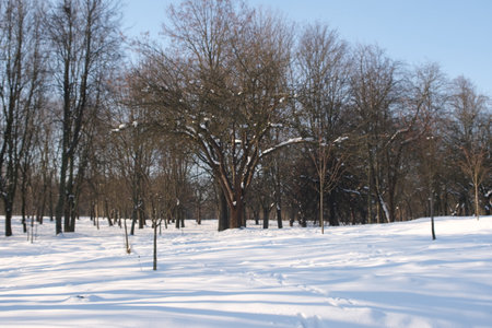 winter landscape with trees in the parkの写真素材