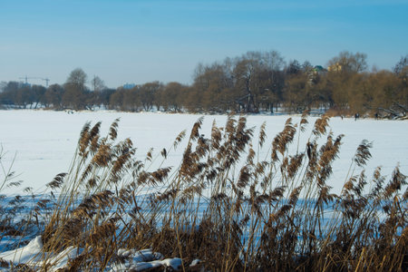 landscape with reeds by the lake in winterの写真素材