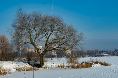 tree by the lakeの写真素材