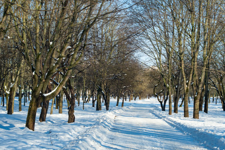 alley in the park in winterの写真素材