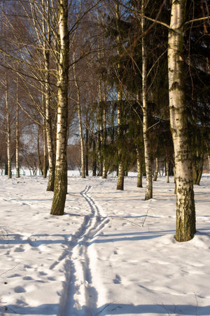 ski track in the parkの写真素材