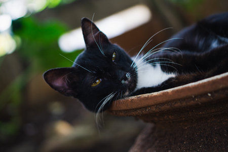 black cat have nasal discharge in garden, runny nose cat