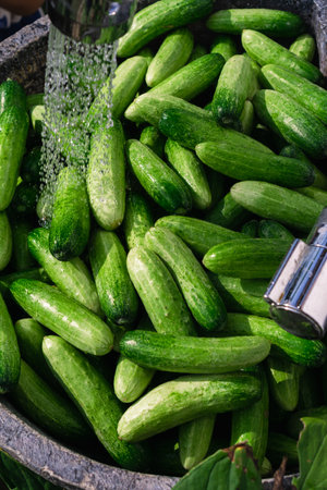 washing cucumber after harvesting, food safetyの写真素材