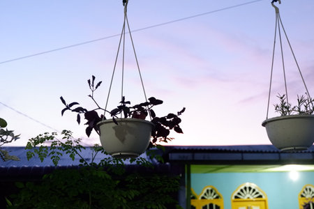 Hanging two flowers in the afternoon at sunset is a beautiful sightの写真素材