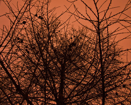 thicket of naked larches ,fiery sky and the eveningの写真素材