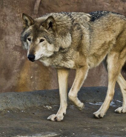 the predator  hunts, the grey wolf,zoopark