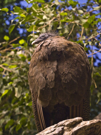 Magic birdの写真素材