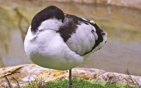 Marked birdの写真素材