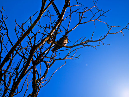 bird on a dead tree, sunriseの写真素材