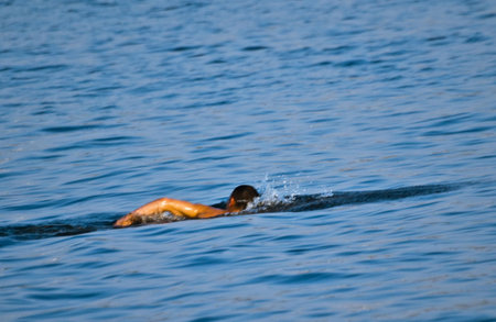 lone swimmerの写真素材