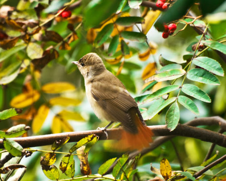 the whitethroat (sylvia), blurry motionの写真素材