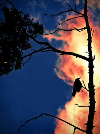 abstract; forest fire with a bird on treeの写真素材