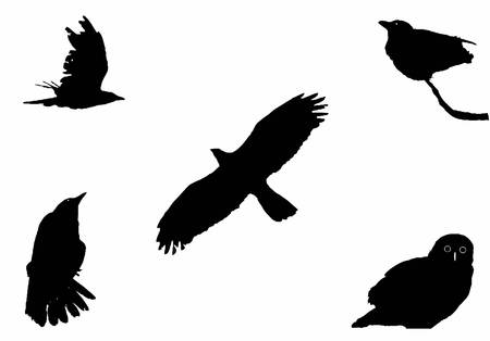 the big birds, silhouette setのイラスト素材