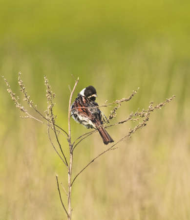 the bunting bird (emberiza schoeniclus) の写真素材