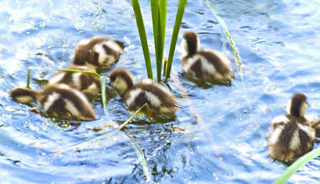 bathing ducklings; partly blurry motionの写真素材