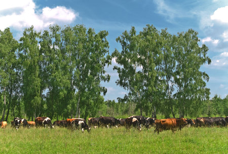 the cows near forest  の写真素材