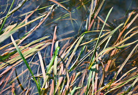Aquatic vegetation, closeupの写真素材