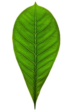 big leaf, isolated