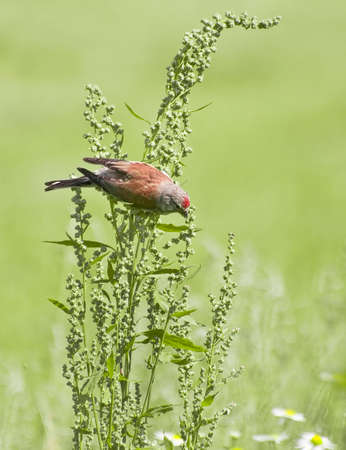 the linnet (Acanthis cannabina), feeding on weedの写真素材