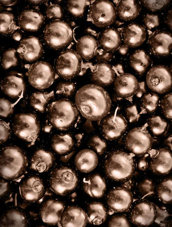 the black Currants berriesの写真素材