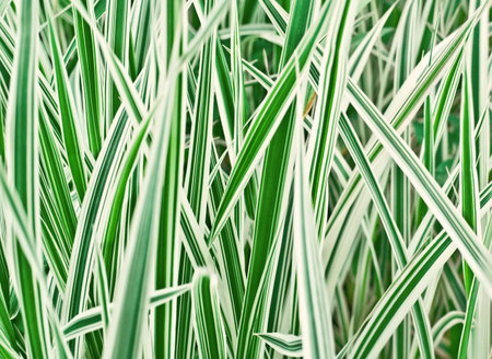 the cultivated grass, closeupの写真素材