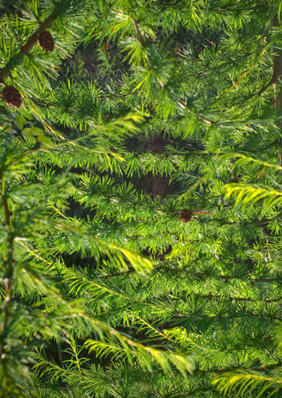 fir branches; closeup