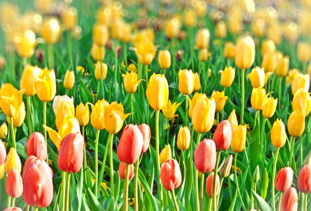 various fresh tulips の写真素材