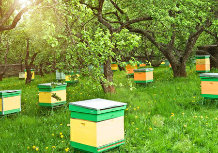 bee-garden の写真素材
