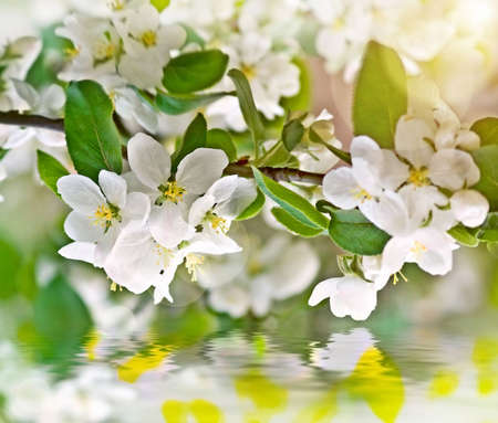 blossom over waterの写真素材