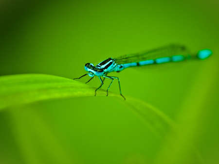 blue dragonfly on grassの写真素材