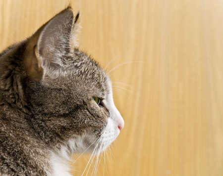 Cat, profileの写真素材