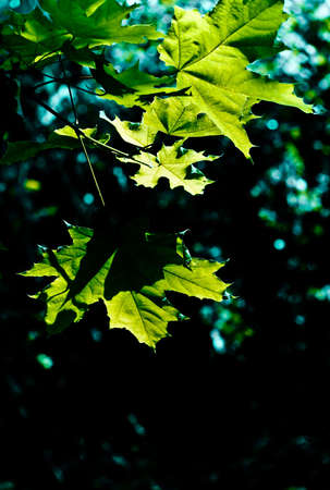 Maple (Acer)の写真素材