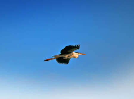 Crane (Grus)の写真素材