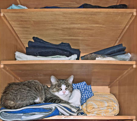 Cat in wardrobeの写真素材
