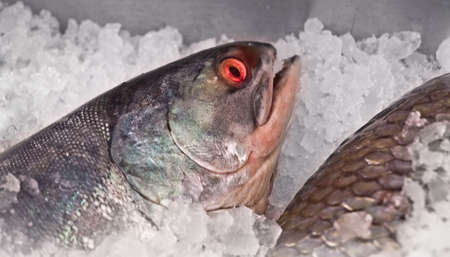 fresh red fish at marketの写真素材