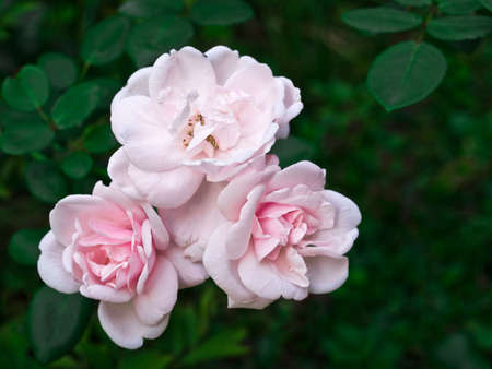 the hybrid tea rose の写真素材
