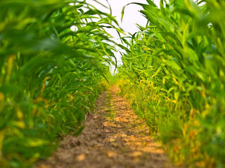 path into corn fieldの写真素材