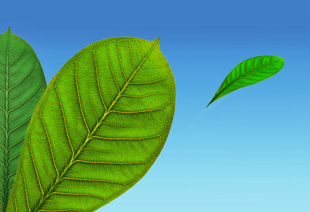 leaves , sky