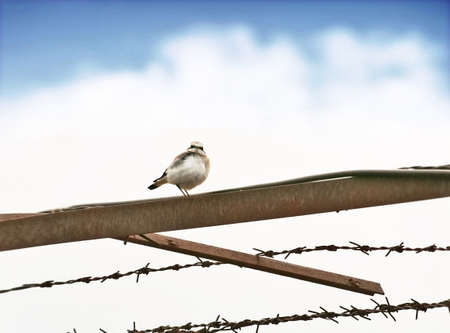 the Common Chat (Oenanthe) の写真素材