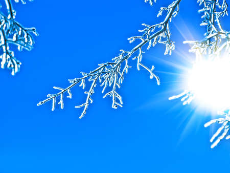 frozen branches, sunny dayの写真素材