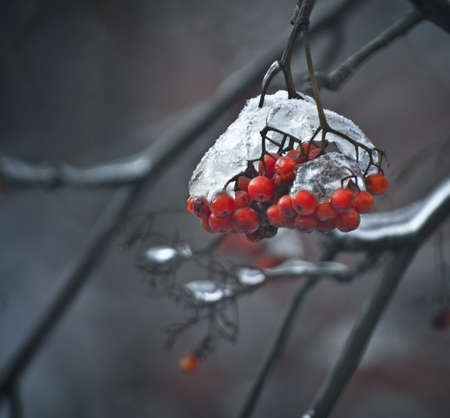 frozen ash-berriesの写真素材
