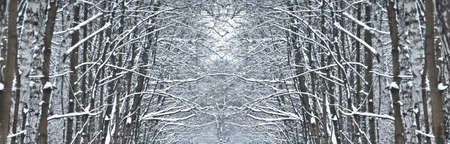 Winter trees, design.の写真素材