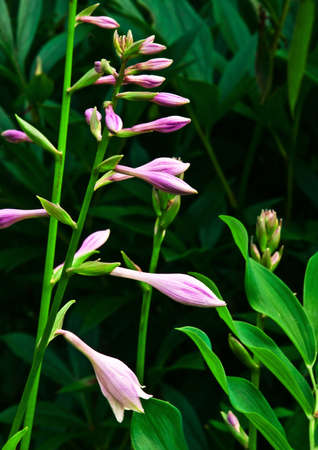 garden flowersの写真素材