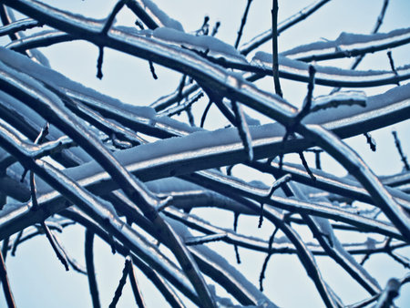 frozen branches 