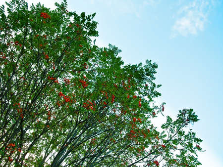 ashberry treesの写真素材